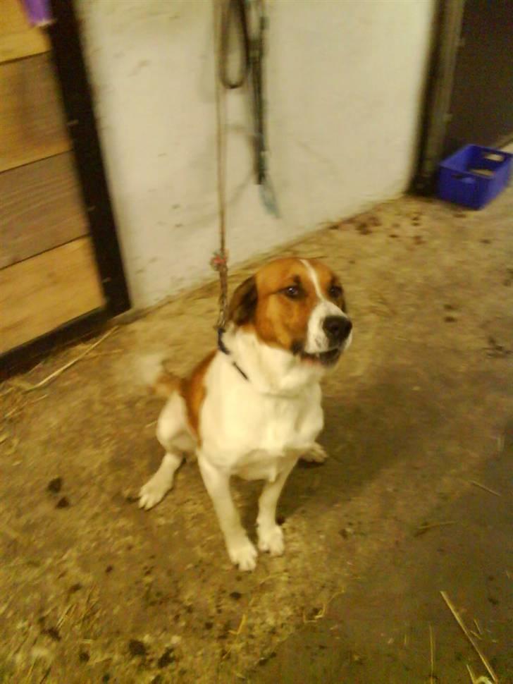 Blanding af racer Balder<3 billede 13