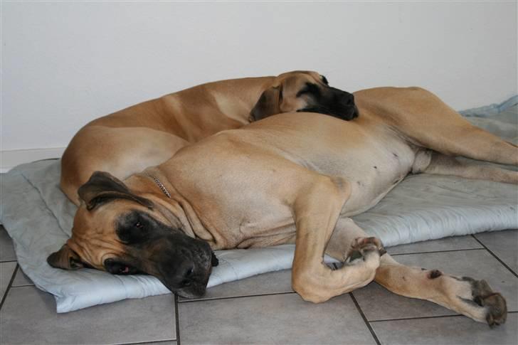 Grand danois Selmalda Too Funky - Aaaarhhh...søndags-afslapning sammen med Oscar  billede 7