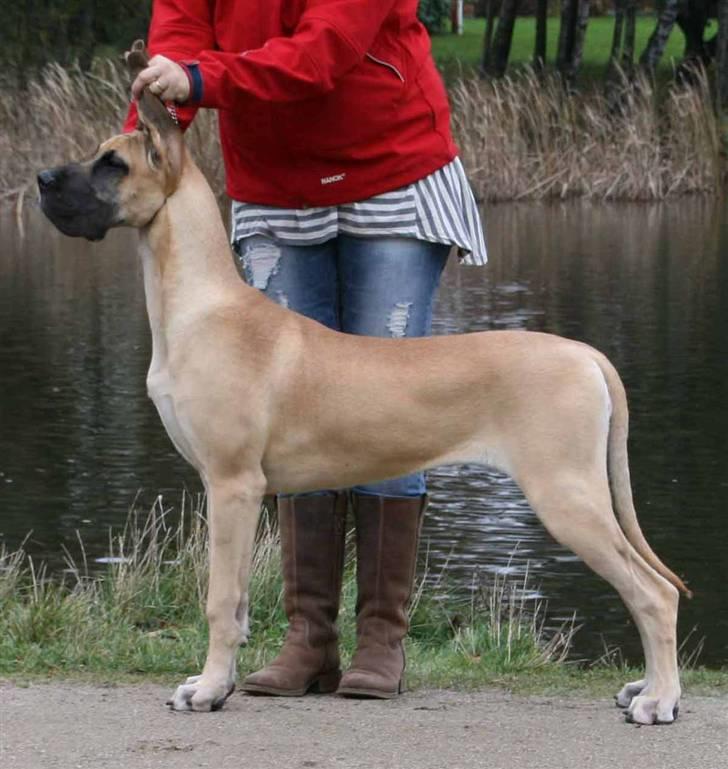 Grand danois Selmalda Too Funky - 6 mdr gammel. Klar til det første internationale show i Herning billede 8