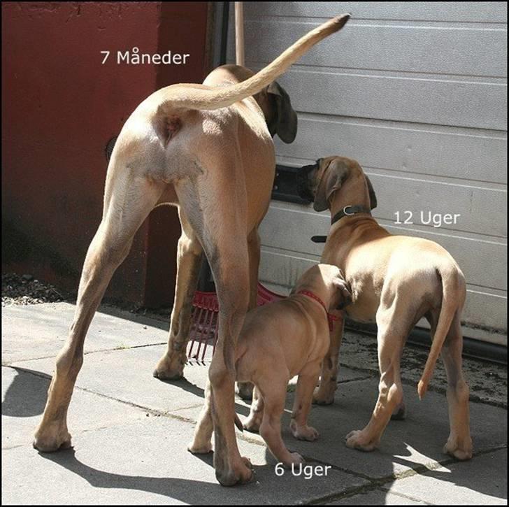 Grand danois Selmalda Too Funky - Et godt billede af, HVOR hurtigt banditterne vokser ;o) billede 9