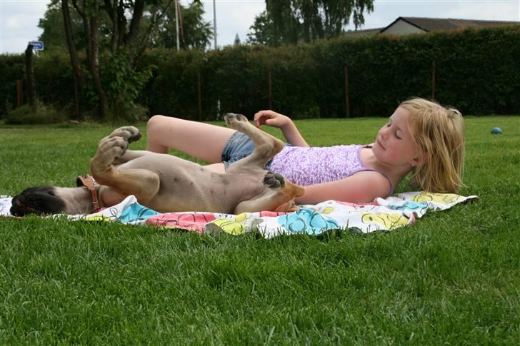Grand danois Selmalda Too Funky - Nyder solen sammen med Cecilie i haven. Dejligt med sol på maven ;o) billede 10