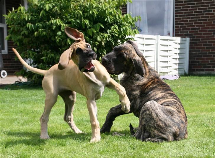 Grand danois Selmalda Too Funky - Besøg af bror Gavin.....en anelse goofy udtryk måske???? billede 12