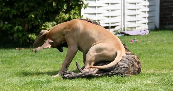 Grand danois Selmalda Too Funky - Hva vil du gøre nu, Gavin?????? billede 13