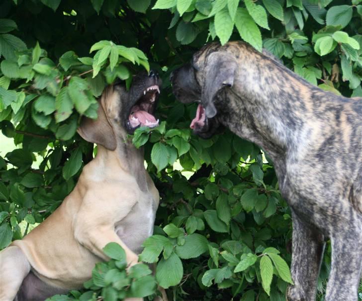 Grand danois Selmalda Too Funky - Uha uha! Den ene er mere farlig end den anden !!!!.....eller tandløs ihvertfald ;o) billede 14