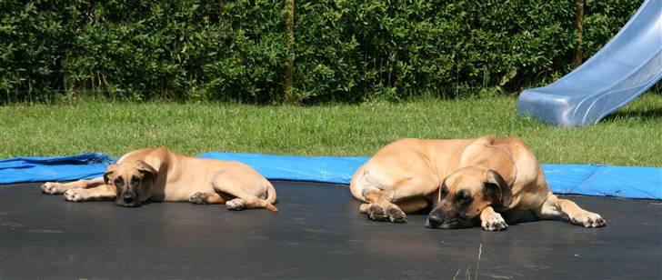 Grand danois Selmalda Too Funky - Lærer slap-af-tricks af Oscar. Trampolinen er dejlig blød og vaaarm at ligge på;o) billede 15