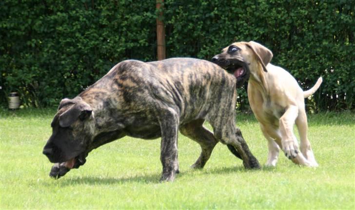 Grand danois Selmalda Too Funky - Haps haps!!!! billede 16