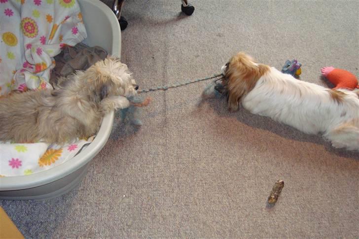 Chinese crested powder puff Bruno - på besøg hos Molly, tov trækning billede 8