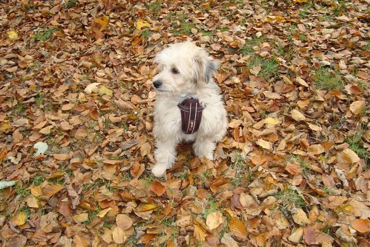 Chinese crested powder puff Bruno - fine mig billede 9