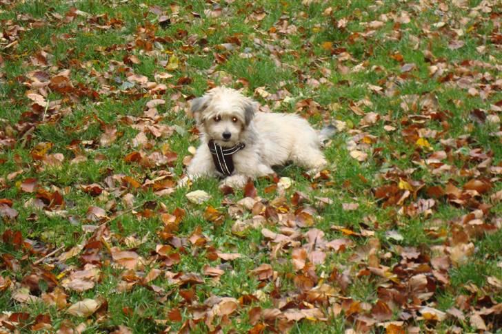 Chinese crested powder puff Bruno - skal lige ha vejeret igen billede 11