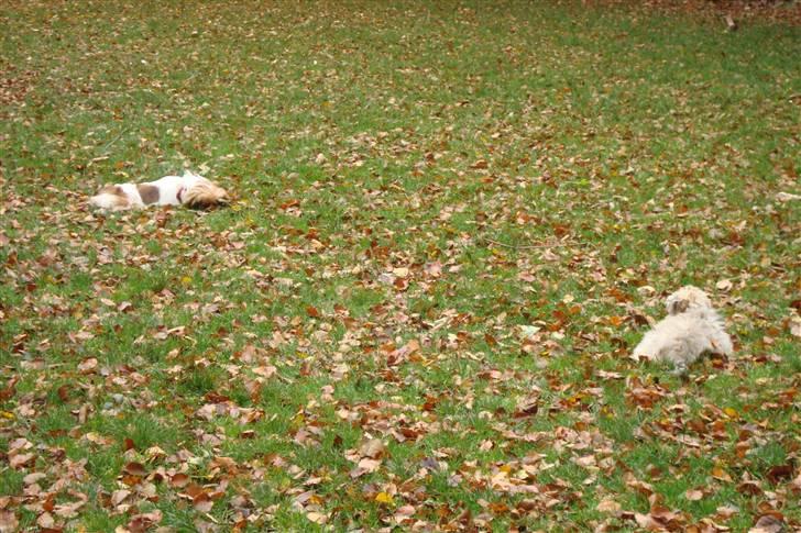 Chinese crested powder puff Bruno - pyyyha vi tar lige et hvil billede 12