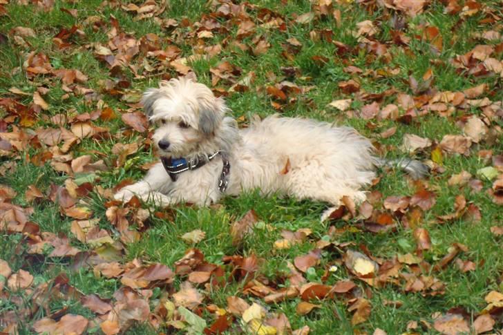 Chinese crested powder puff Bruno - så er jeg klar igen billede 13