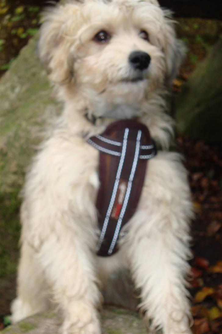 Chinese crested powder puff Bruno - smukke mig igen igen billede 14