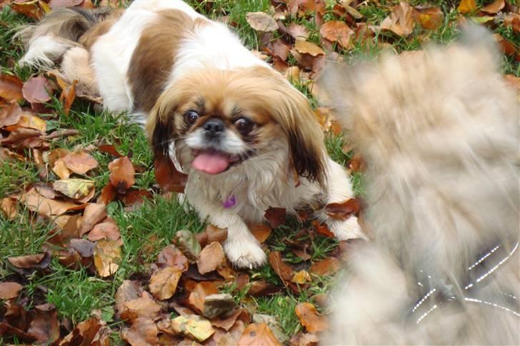 Chinese crested powder puff Bruno - min smukke dejlige Molly billede 15