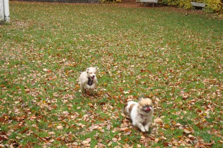 Chinese crested powder puff Bruno - fuld fart frem ad igen igen billede 16