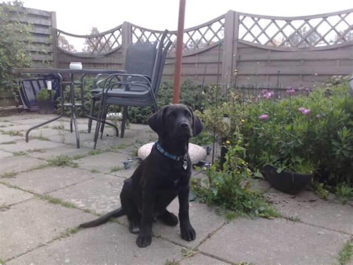 Blanding af racer Broweiler Odin - Se mig lige--- Havens hærsker!! billede 10