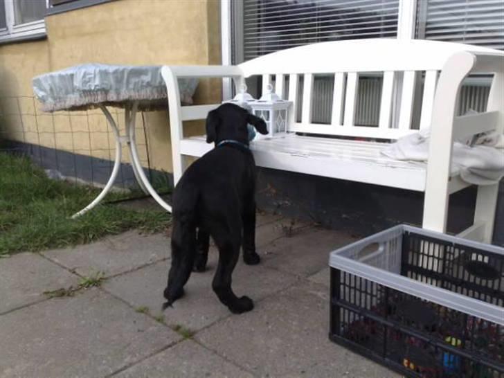 Blanding af racer Broweiler Odin - På tyvetogt, hi hi billede 11