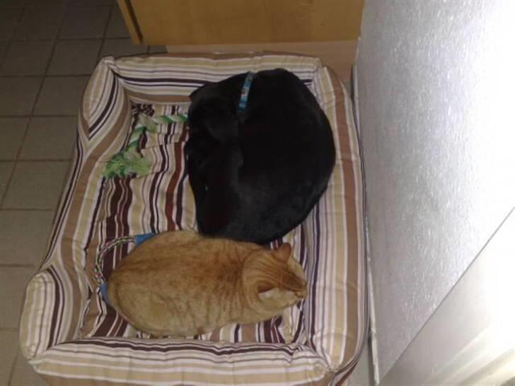 Blanding af racer Broweiler Odin - Halooo det er MIN kurv og hvem er lige mest krøllet sammen her?? billede 12