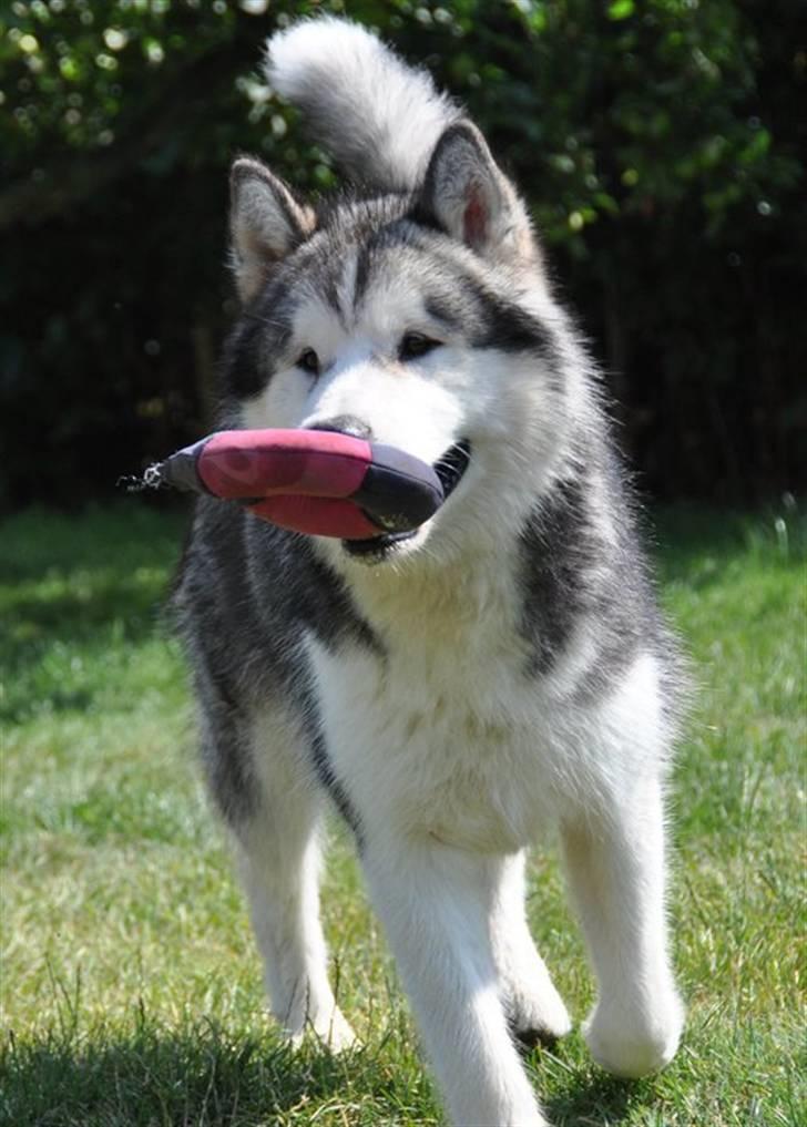 Alaskan malamute Cisco (R.I.P.) - Cisco  billede 1