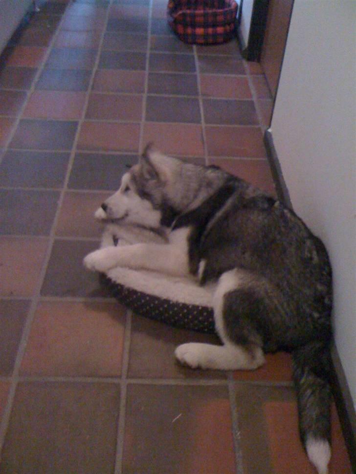 Alaskan malamute Cisco (R.I.P.) - Mr. Superoptimist. billede 2