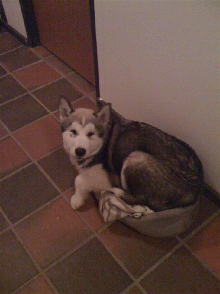 Alaskan malamute Cisco (R.I.P.) - Jeg kan da sagtens være i en kattekurv billede 3