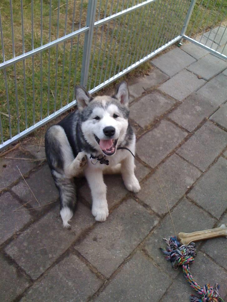 Alaskan malamute Cisco (R.I.P.) - Cisco 17 uger billede 4