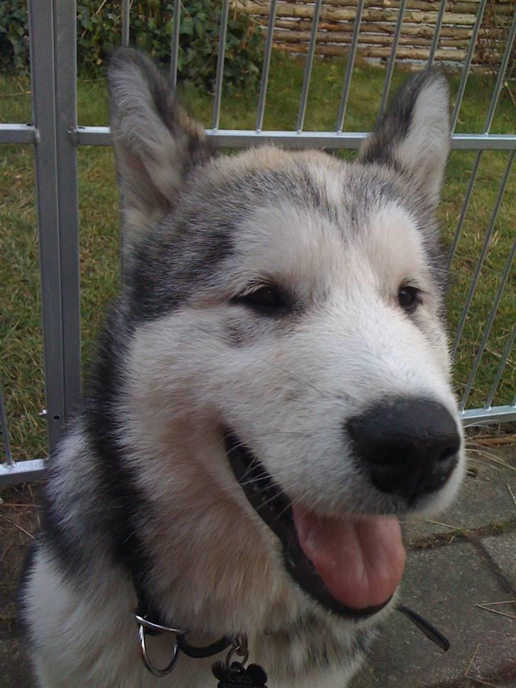 Alaskan malamute Cisco (R.I.P.) billede 5