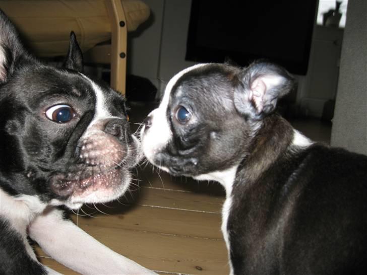 Boston terrier Andrea Von H.M. billede 1