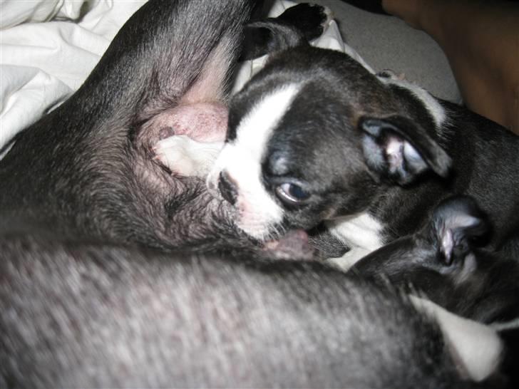 Boston terrier Andrea Von H.M. billede 2