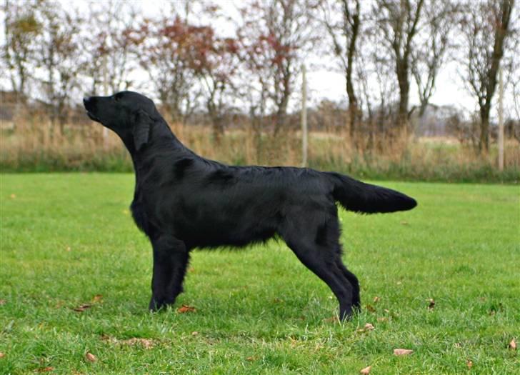 Flat coated retriever Bailey - 8 mdr. billede 14