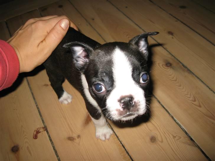 Boston terrier Andrea Von H.M. billede 3