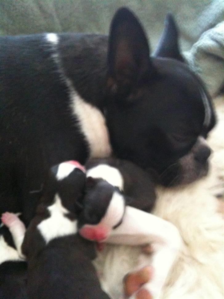 Boston terrier Andrea Von H.M. billede 4