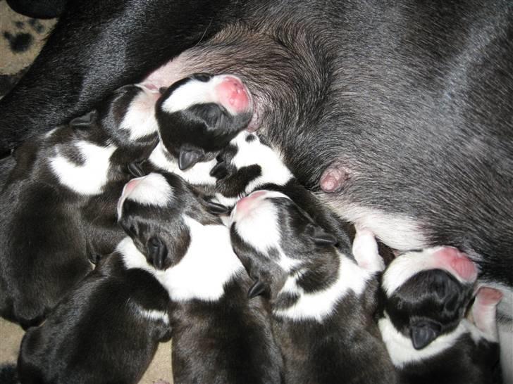 Boston terrier Andrea Von H.M. billede 5