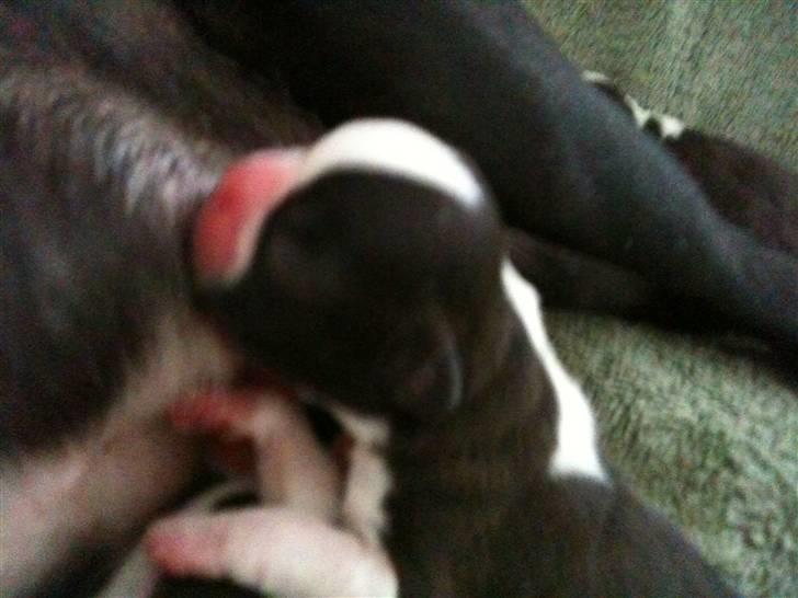 Boston terrier Andrea Von H.M. billede 6