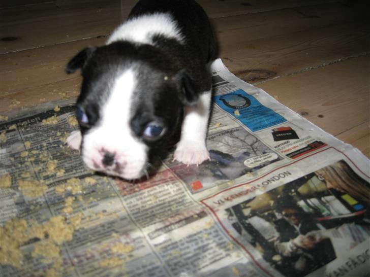 Boston terrier Andrea Von H.M. billede 7