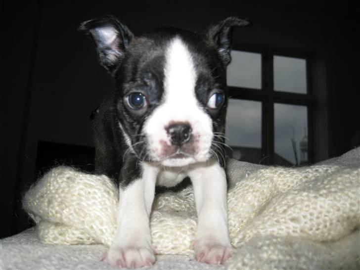 Boston terrier Andrea Von H.M. billede 8