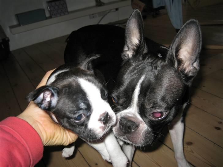 Boston terrier Andrea Von H.M. billede 9