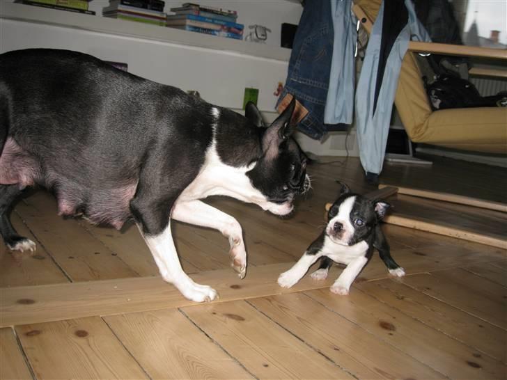 Boston terrier Andrea Von H.M. billede 10