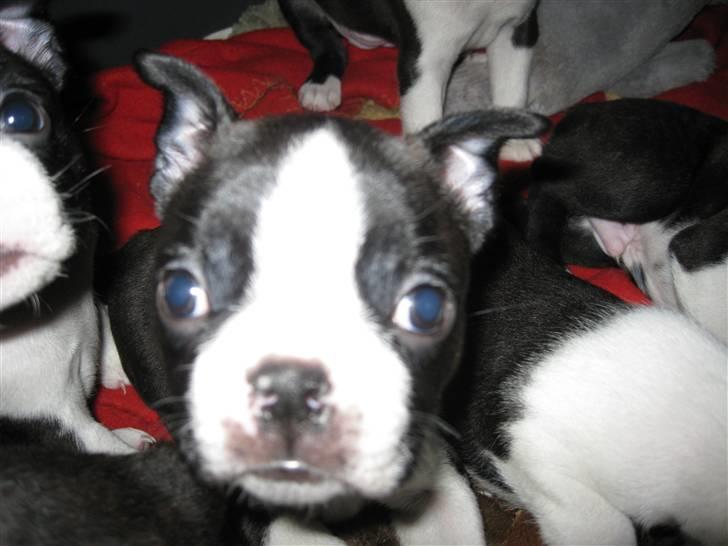 Boston terrier Andrea Von H.M. billede 11