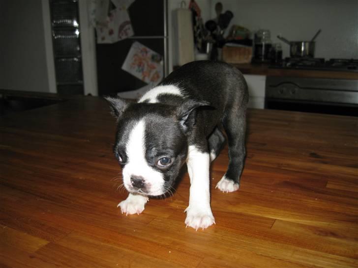 Boston terrier Andrea Von H.M. billede 12