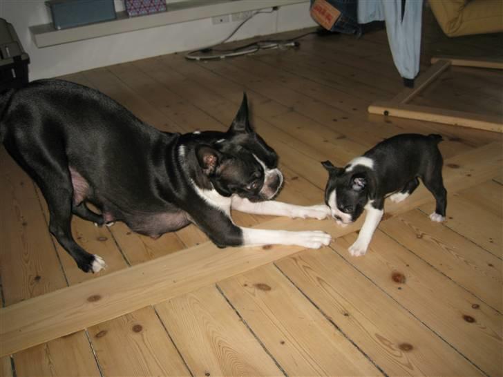 Boston terrier Andrea Von H.M. billede 13