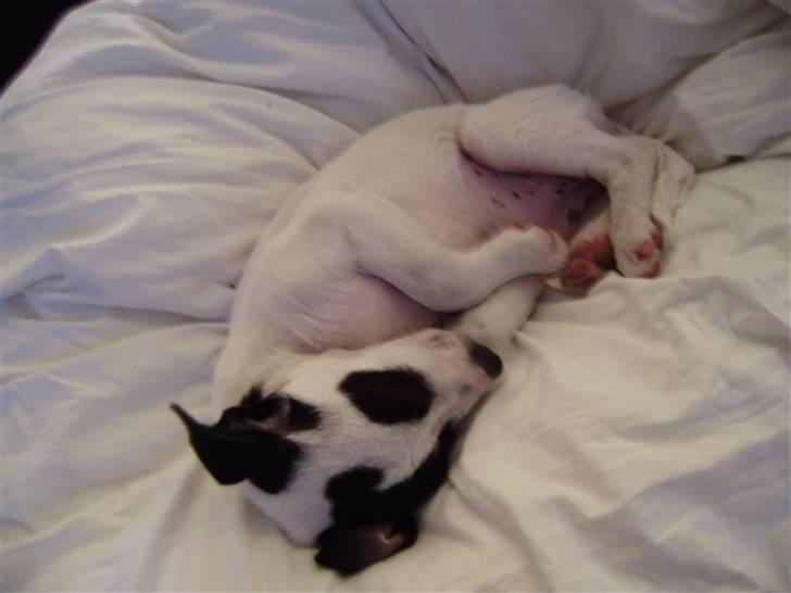 Blanding af racer Speedy - Zzzzzzz.....En lur eller to:) billede 8