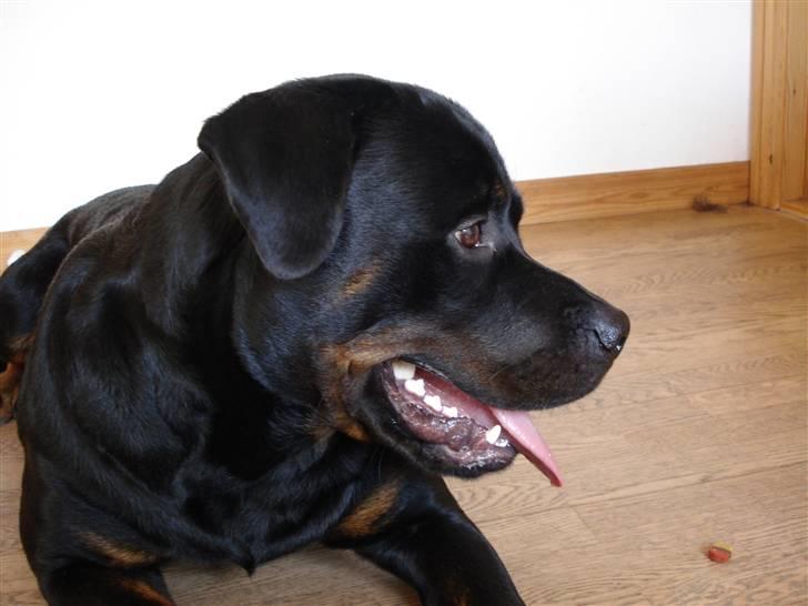 Rottweiler Ernst billede 1
