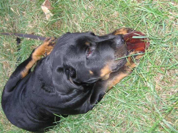 Rottweiler Ernst billede 2