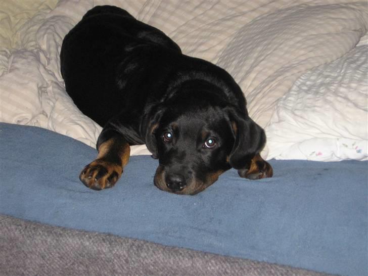 Rottweiler Ernst billede 3