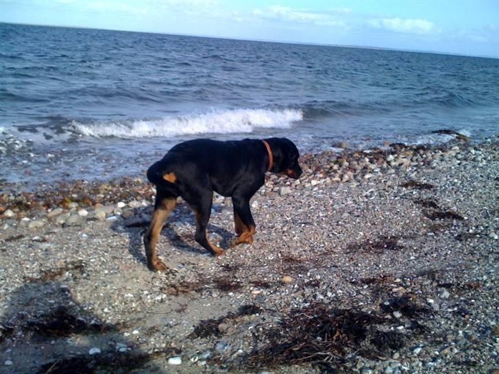 Rottweiler Ernst billede 4