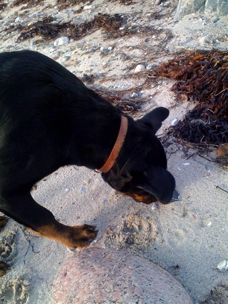 Rottweiler Ernst billede 5
