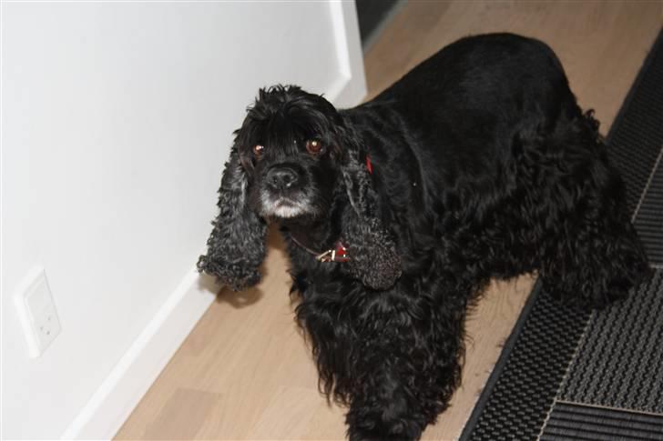 Amerikansk cocker spaniel Truly Yours Barbie billede 15