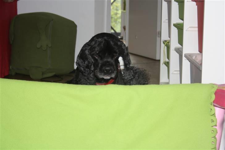 Amerikansk cocker spaniel Truly Yours Barbie billede 16