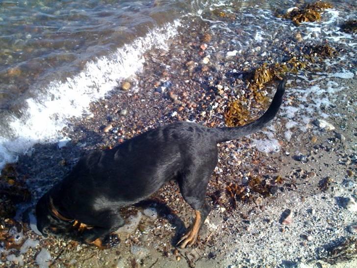 Rottweiler Ernst billede 6