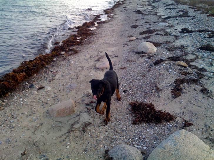 Rottweiler Ernst billede 7